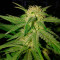 Semillas feminizadas Critical Sensi Star (Delicious Seeds)