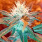 Chemdawg Seeds (Humboldt Seeds Organization)