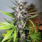 Graines féminisées de LSD-25 Auto (Fast Buds)