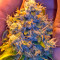 Semi femminizzati di Lemon Kush Headband