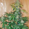 Moby Dick XXL strain