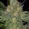 Serious Kush (Serious Seeds)