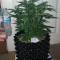 Stardawg Auto feminized seeds