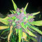 Black Cream Auto