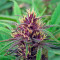 Purple #1 strain