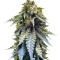 Chocolate Mint OG Seeds