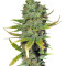 Super Skunk (Sensi Seeds)
