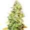 White Widow feminized seeds (Medical Seeds)