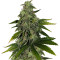 Semi femminizzati Pure Power Plant (Nirvana Seeds)