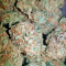 OG Kush (Dinafem Seeds)
