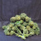 Semillas feminizadas Pineapple Express Auto