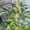 Semi regolari di White Widow