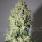 BCN Sour Diesel strain