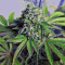 Semi femminizzati di Cataract Kush