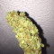 Cold Thunder (Sumo Seeds)
