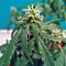 Fruit Punch Auto (Heavyweight Seeds)