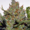 Green Crack Auto Seeds