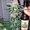 Hashchis Berry strain