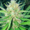 Graines féminisées de Sugar Candy (Delicious Seeds)