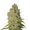 Special Kush #1 strain