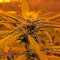 Sweet Deep Grapefruit Seeds
