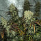 Y Griega (Medical Seeds)