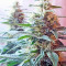 Ladyburn 1974 Seeds