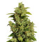 Graines de cannabis Mikromachine Auto (Kannabia Seeds)