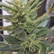 Buddha Kraken (Buddha Seeds)