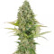 Buddha Kraken (Buddha Seeds)