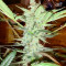 Auto AK Seeds (Female Seeds)