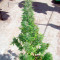 Auto Durban Poison Seeds
