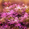 Chocolate Cream feminized seeds