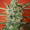 Northern Express Auto Seeds