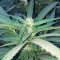Graines féminisées de Sugar Candy (Delicious Seeds)