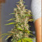 Ice Cool Auto feminized seeds