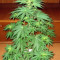 Jack La Mota Seeds