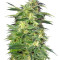 Killer Kush Auto (Sweet Seeds)