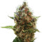 Lucid Bolt feminized seeds