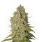 Special Kush #1 strain