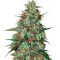 Graines de cannabis Wild Thailand Ryder Auto (World of Seeds)