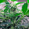 Lemon OG Haze Auto (Nirvana Seeds)