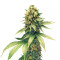 Graines de cannabis Swiss Cheese regular (Nirvana Seeds)
