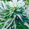 707 Truthband by Emerald Mountain