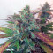 Auto Frisian Dew feminized seeds