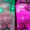 Jock Horror Automatic (Nirvana Seeds)