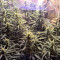 Semillas feminizadas Lemon Kush (Female Seeds)
