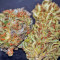Moby Dick #2 Seeds