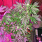 Ketama feminized seeds