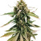 Auto Frisian Dew feminized seeds